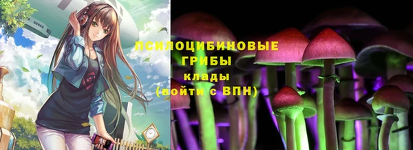 стаф Новокубанск